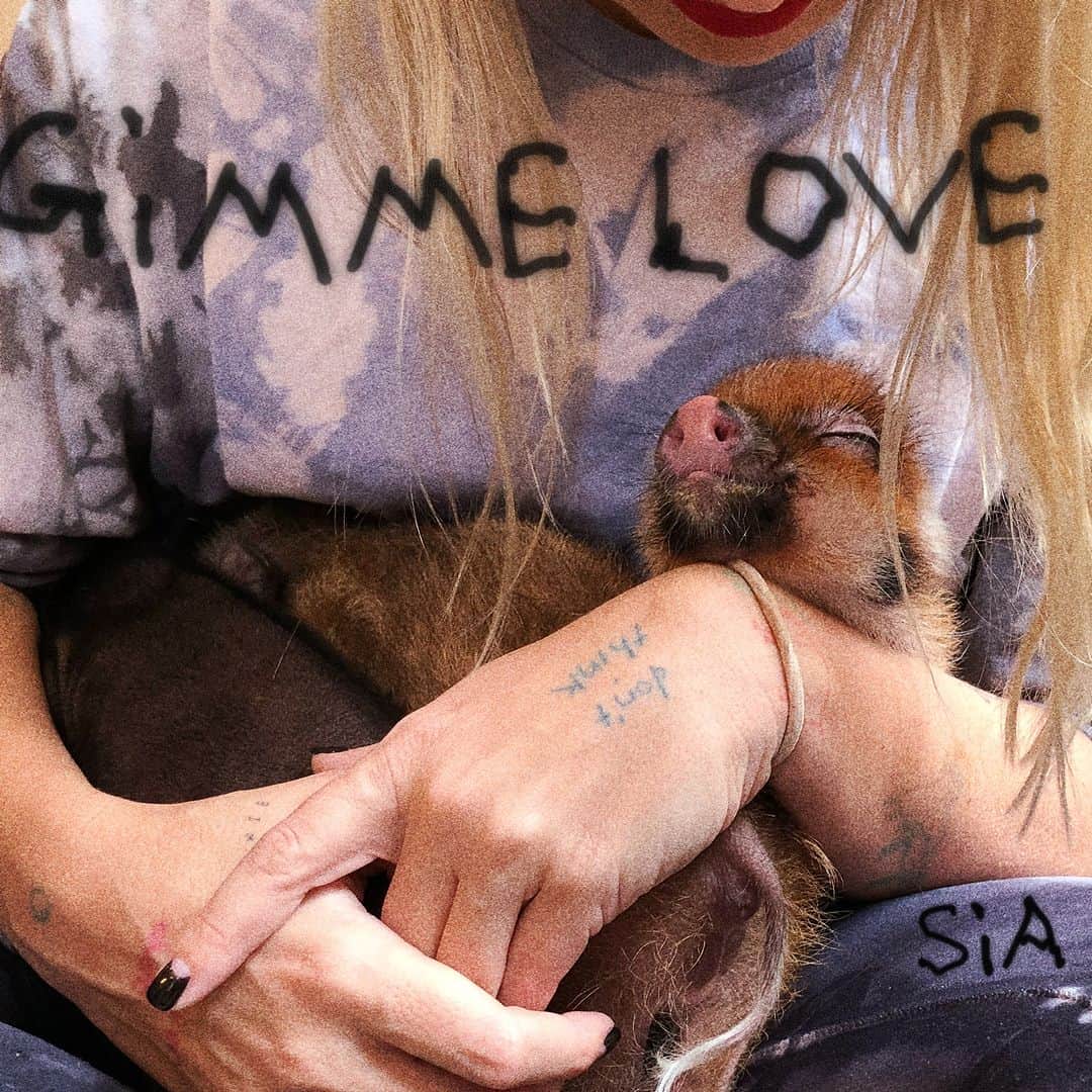 のインスタグラム：「【#Sia】 #シーア の声が心に響く珠玉のポップ・ニュー・シングル「Gimme Love」が配信スタート❤️ さらに8年ぶり待望のソロ・アルバム『Reasonable Woman』が来春リリース大決定🎉 詳細は後日発表予定👀  それまで新曲を是非お楽しみください🫶  楽曲リンクはストーリーズ/ハイライトに✍️  #シーア #GimmeLove」