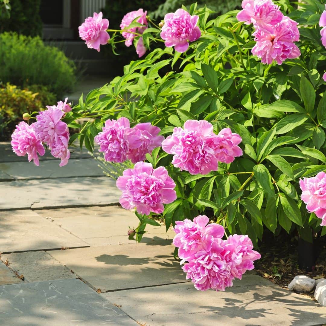 HGTVのインスタグラム：「Can you identify some of the most popular flowers? 🌼🌸🌻⁠ ⁠ Here's the key: ⁠ 1. Hydrangeas⁠ 2. Dahlias⁠ 3. Asiatic Lilies⁠ 4. Foxgloves⁠ 5. Dianthus + Carnations⁠ 6. Peonys⁠ ⁠ Every garden starts with plants, water and sun — but gorgeous gardens come from knowing what each plant needs. ⁠ ⁠ Head to the 👉 link in bio to see the full list and to learn how to grow the most popular flowers. #HGTVOutdoors⁠ ⁠ 📸: Proven Winners, Longfield Gardens, FlowerBulbs.com, National Garden Bureau, Proven Winners, Shutterstock」