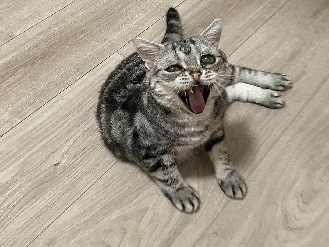 ルフさんのインスタグラム写真 - (ルフInstagram)「Share a homemade preparation to remove the smell of cat urine, The materials are simple and cheap. You can buy them at the pharmacy. Mix 100ml of hydrogen peroxide with 100ml of water and 5g of baking soda into a empty bottle,mix them carefully,shake it the mixture with left n right,don’t do up n down,bc shake it up and down and it will be ejects… and then get a watering can and pour the deodorant mixture into it. Spray the area that smells of cat urine thoroughly, wait for it to dry and then spray it again, after up to 3 times according this process,the cat urine smell will no longer be smelled. The end result is much much better than the enzyme deodorant I bought at the pet store!  In the end, I sincerely hope that none of you need it and that all cats are good and healthy , they don’t pee everywhere~😄😄 - - #cat #cute #catlover #angels #adorable #lovely #lifetips」9月14日 22時47分 - lanlan731