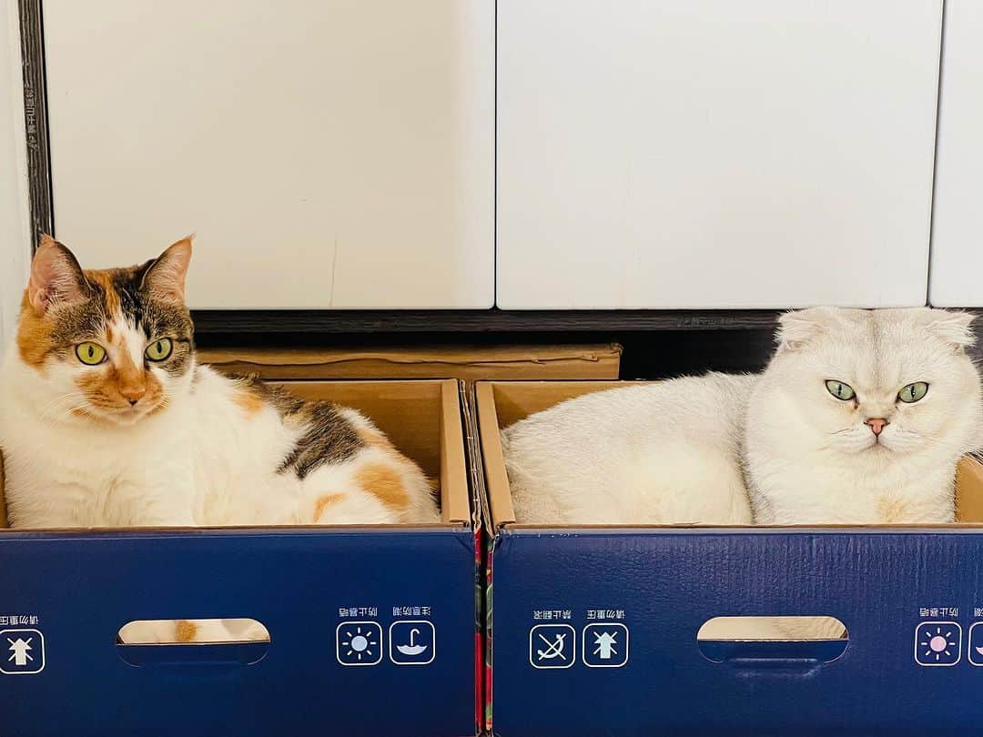 ルフさんのインスタグラム写真 - (ルフInstagram)「Share a homemade preparation to remove the smell of cat urine, The materials are simple and cheap. You can buy them at the pharmacy. Mix 100ml of hydrogen peroxide with 100ml of water and 5g of baking soda into a empty bottle,mix them carefully,shake it the mixture with left n right,don’t do up n down,bc shake it up and down and it will be ejects… and then get a watering can and pour the deodorant mixture into it. Spray the area that smells of cat urine thoroughly, wait for it to dry and then spray it again, after up to 3 times according this process,the cat urine smell will no longer be smelled. The end result is much much better than the enzyme deodorant I bought at the pet store!  In the end, I sincerely hope that none of you need it and that all cats are good and healthy , they don’t pee everywhere~😄😄 - - #cat #cute #catlover #angels #adorable #lovely #lifetips」9月14日 22時47分 - lanlan731