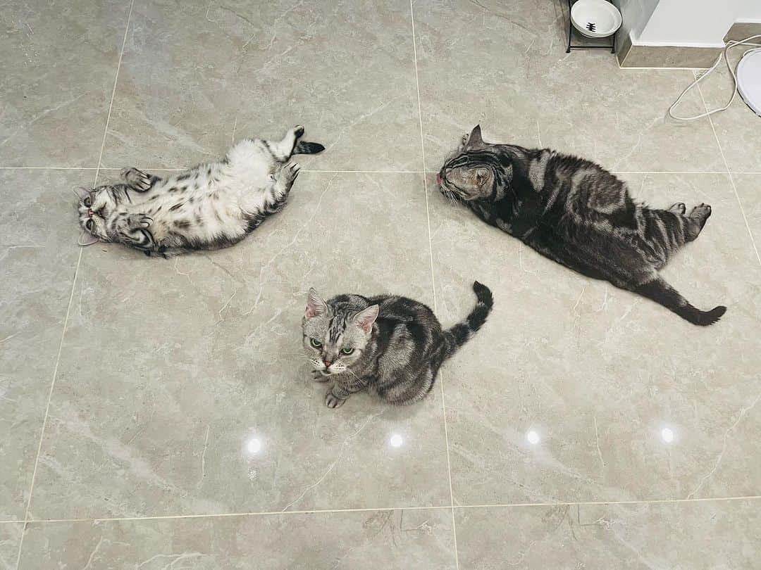 ルフさんのインスタグラム写真 - (ルフInstagram)「Share a homemade preparation to remove the smell of cat urine, The materials are simple and cheap. You can buy them at the pharmacy. Mix 100ml of hydrogen peroxide with 100ml of water and 5g of baking soda into a empty bottle,mix them carefully,shake it the mixture with left n right,don’t do up n down,bc shake it up and down and it will be ejects… and then get a watering can and pour the deodorant mixture into it. Spray the area that smells of cat urine thoroughly, wait for it to dry and then spray it again, after up to 3 times according this process,the cat urine smell will no longer be smelled. The end result is much much better than the enzyme deodorant I bought at the pet store!  In the end, I sincerely hope that none of you need it and that all cats are good and healthy , they don’t pee everywhere~😄😄 - - #cat #cute #catlover #angels #adorable #lovely #lifetips」9月14日 22時47分 - lanlan731