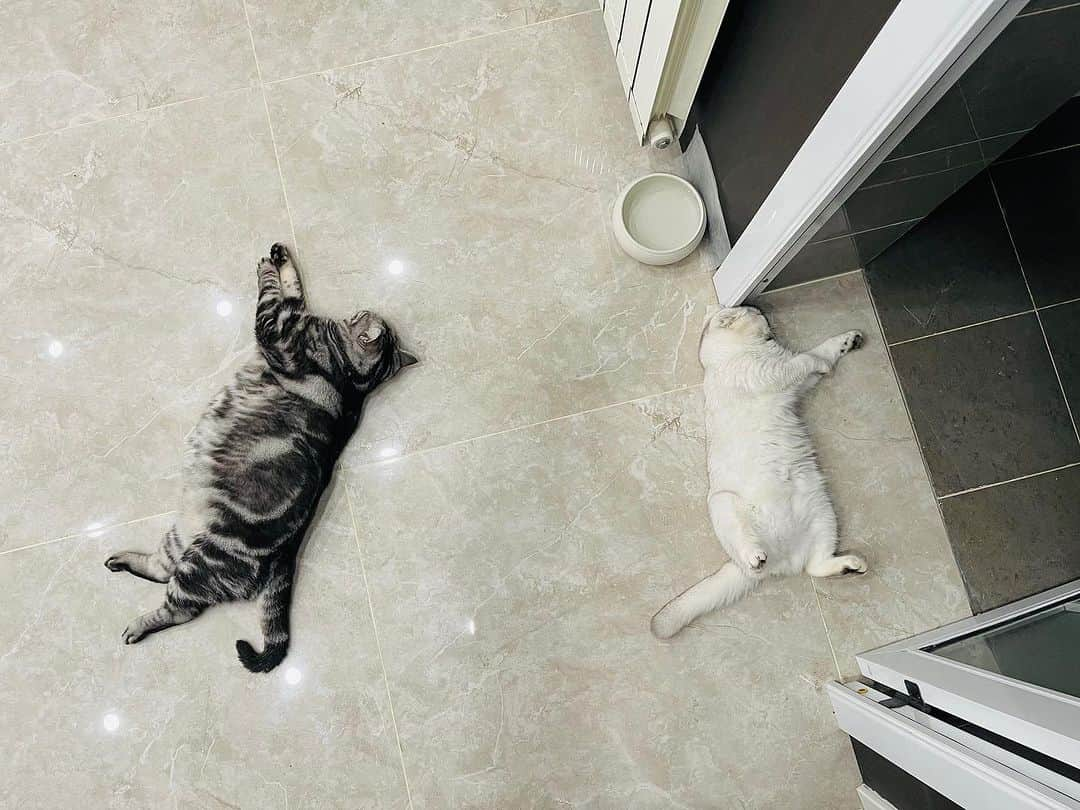 ルフさんのインスタグラム写真 - (ルフInstagram)「Share a homemade preparation to remove the smell of cat urine, The materials are simple and cheap. You can buy them at the pharmacy. Mix 100ml of hydrogen peroxide with 100ml of water and 5g of baking soda into a empty bottle,mix them carefully,shake it the mixture with left n right,don’t do up n down,bc shake it up and down and it will be ejects… and then get a watering can and pour the deodorant mixture into it. Spray the area that smells of cat urine thoroughly, wait for it to dry and then spray it again, after up to 3 times according this process,the cat urine smell will no longer be smelled. The end result is much much better than the enzyme deodorant I bought at the pet store!  In the end, I sincerely hope that none of you need it and that all cats are good and healthy , they don’t pee everywhere~😄😄 - - #cat #cute #catlover #angels #adorable #lovely #lifetips」9月14日 22時47分 - lanlan731