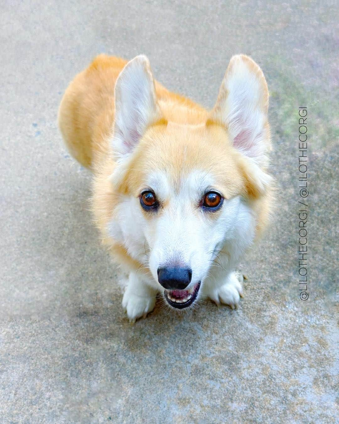 Liloのインスタグラム：「Out in the fresh air, soaking up the sunshine, and sharing smiles with the world. What could be better? ☀️🐾❤️   ⁣ . ⁣ .⁣ .⁣ .⁣ .⁣  #corgis #corgicommunity #corgiaddict #dogstagram #corgibutt #corgidog #corgilover #corgination #dog #corgidaily #corgipuppy #corgiworld #dogs #corgilife #pembrokewelshcorgi #corgigram #weeklyfluff #corgilovers #corgistagram #corgisofinstagram #corgilove #dogsofinstagram #corgiplanet #puppy #welshcorgi #corgi」