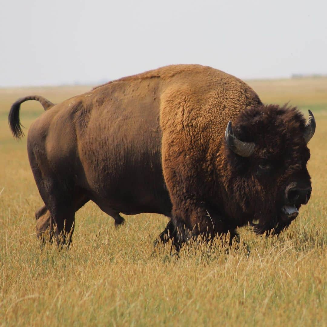 アメリカ内務省さんのインスタグラム写真 - (アメリカ内務省Instagram)「Last week, Interior announced $5 million in funding to restore bison populations and grassland ecosystems in Tribal communities.    The funding will help advance bison restoration efforts on grasslands, which can enhance soil development, restore native plants and wildlife, and promote carbon sequestration, providing benefits for agriculture, outdoor recreation and Tribes.   Photo by Matthew Willner    #bison #grasslands   Alt Text: A male bison with its mouth open stands on the grasslands.」9月14日 23時06分 - usinterior