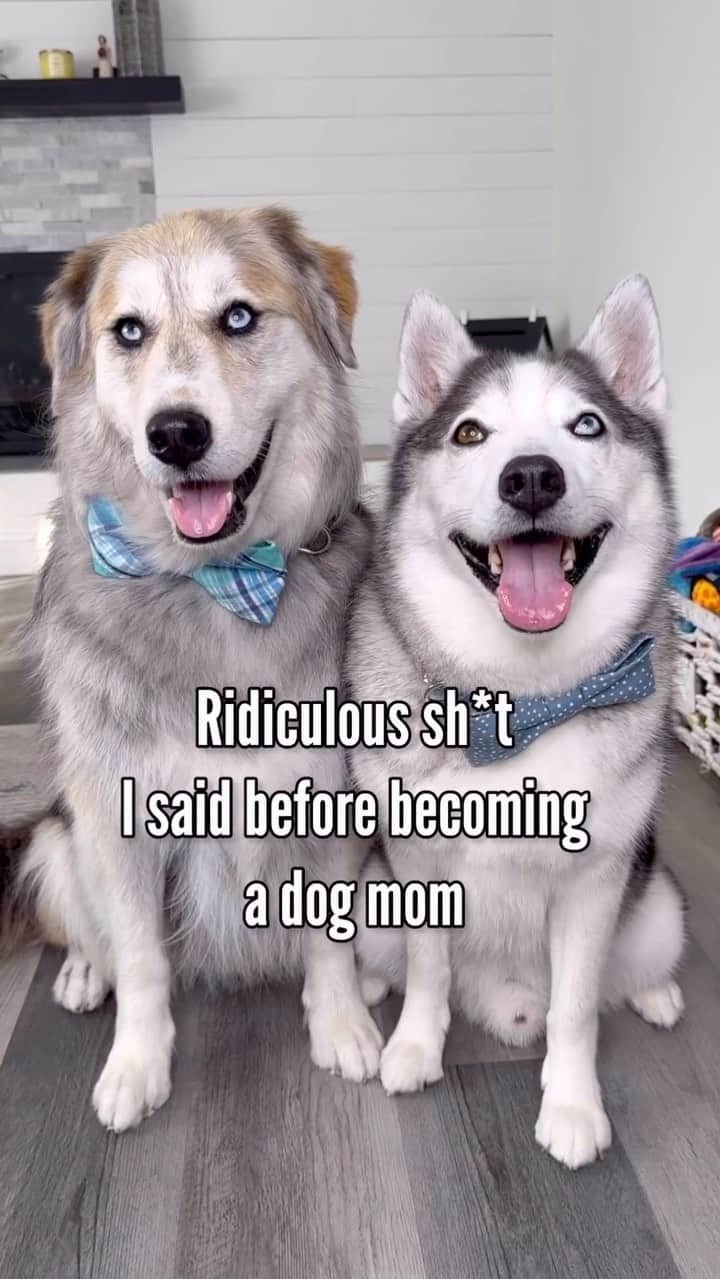 DogsOf Instagramのインスタグラム：「We know who runs @halfhuskybros house 😂 What rules changed in your house after you got dogs? . . . . #huskiesofinstagram #huskymix #huskygram #muttsofinstagram #huskimo #goberian #dailyfluff #dogsofinstagram #dogmom #obsesseddogmom #onsessedwithmydog #dogobsessed」