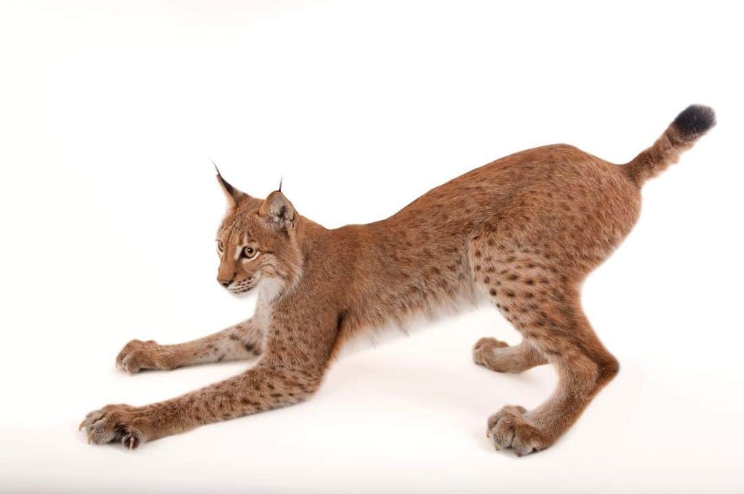 Joel Sartoreさんのインスタグラム写真 - (Joel SartoreInstagram)「From western Europe to the Tibetan Plateau, this large cat is one of the top predators in Eurasia. The sharp-sighted Eurasian lynx is believed to take its name from the mythical Lynceus of Greece, whose eyesight was so keen he could see through the earth. Photo taken @columbuszoo.   #lynx #cat #animal #mammal #feline #wildlife #photography #animalphotography #wildlifephotography #studioportrait #PhotoArk @insidenatgeo」9月14日 23時28分 - joelsartore