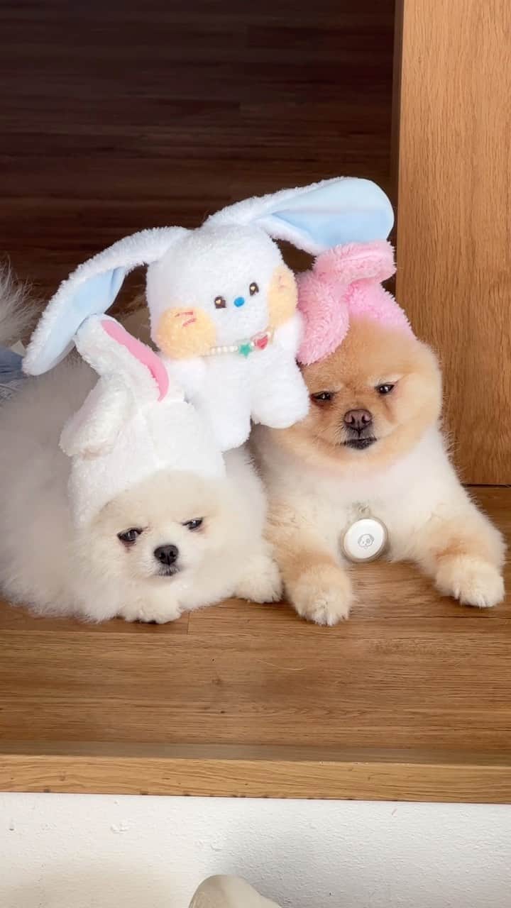 むじさまのインスタグラム：「My little bunnies 🐰🩵💕 #newjeans #newjeanshaerin #mujisama」