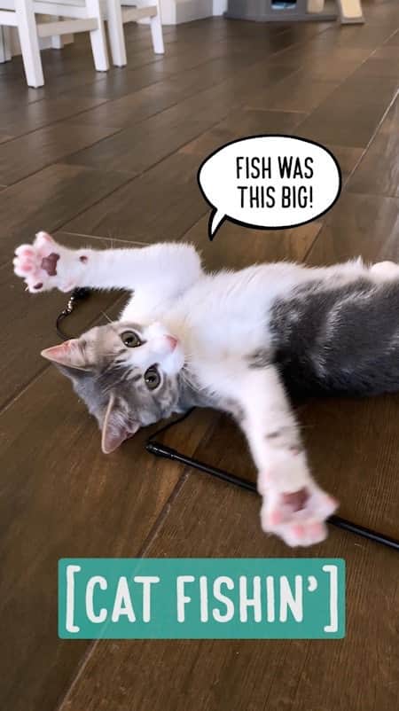Jazzy Cooper Fostersのインスタグラム：「Cat Fishin’ 🐱🐟  There’s a saying “Tired puppies are good puppies”. The same applies to little kids and kittens. When they have a good play, exercise and mental stimulation, they are less likely to get into trouble. We played with this stick toy for 15 minutes, and the kittens were asleep for at least 2 hours!」