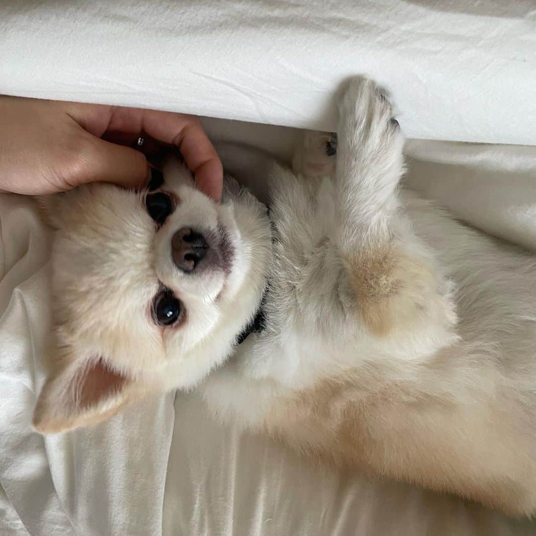 佐久間采那のインスタグラム：「.  毎日 愛 !  baby～👼  . .  6枚目：美容室帰りに撮ってたらおもむろにいたの、後から気づいておもしろい（笑）  #プロの赤ちゃん」