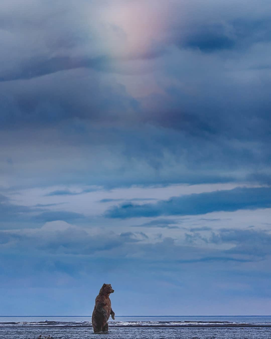 CANON USAさんのインスタグラム写真 - (CANON USAInstagram)「Photo by #CanonExplorerOfLight @charlesglatzer: "We were out late afternoon photographing brown bears catching salmon when I noticed a rainbow in the sky off to my left. I suggested we quickly change our position to capture the bear with the rainbow in the background. I kept wishing…if only the bear would stand up it would be magical. Wish granted!"   📸 #Canon EOS R5 Lens: RF100-500mm F4.5-7.1 L IS USM」9月15日 0時18分 - canonusa