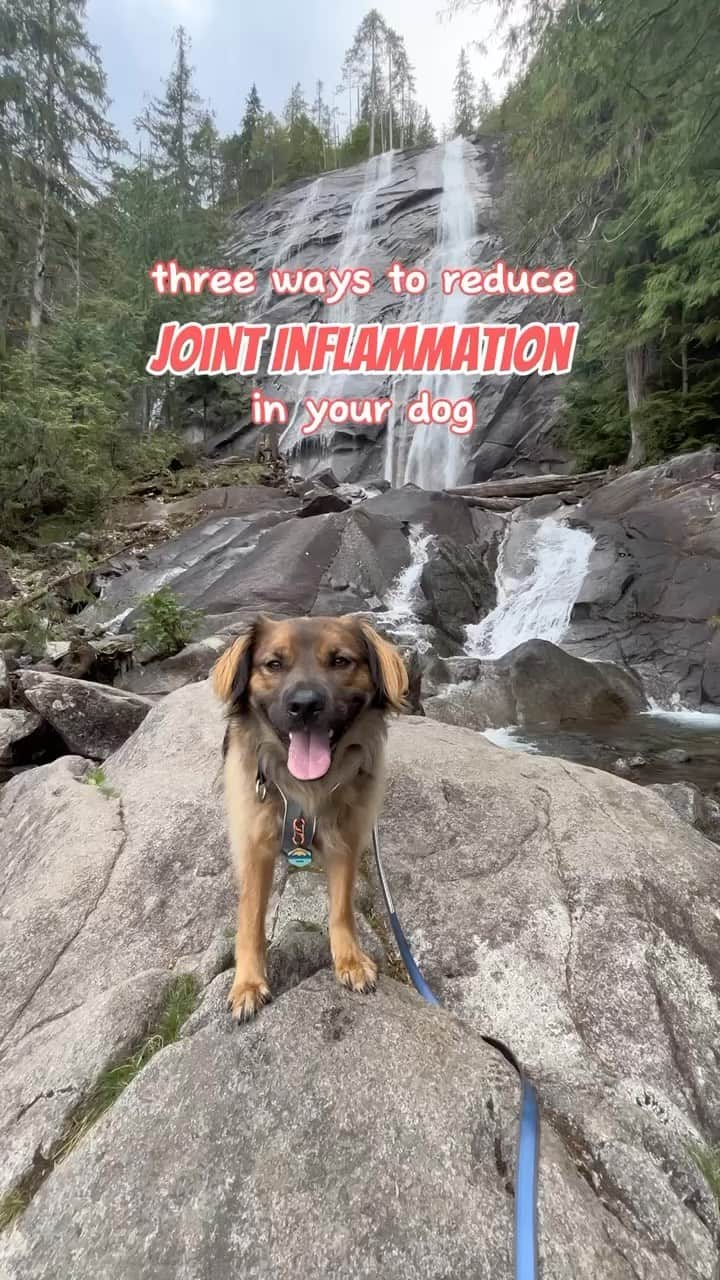 DogsOf Instagramのインスタグラム：「September is Pain Awareness Month 📆   looking to reduce joint inflammation in your dog? TRY THIS ⬇️  #ad   1) maintain a healthy exercise routine based on your dog’s needs! this could be as simple as daily walks, or activities like running and hiking if your dog is able to!   2) discuss NSAIDs like Galliprant with your vet - Galliprant helps reduce joint inflammation for your pup, whether that be inflammation from arthritis or high levels of strain on their joints! It treats canine osteoarthritis pain and inflammation   3) add anti-inflammatory foods to your dog’s diet! Turmeric is one of our faves, especially a golden powder which uses black pepper and coconut oil to activate the turmeric!  #dogsofinstagram #galliprant #doghealth #dogjointsupplement #dogjointinflamation #healthydog #activedog」