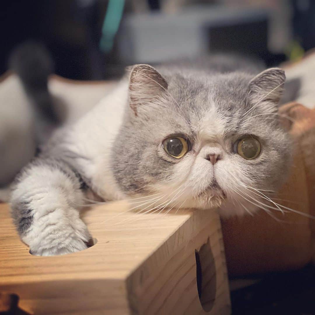 のインスタグラム：「福引き、当たりの予感🎯🖐️  #ムスカ #エキゾチックショートヘア #ねこすたぐらむ #ふわもこ部 #にゃんすたぐらむ #ねこ部 #にゃんこ #ねこのいる生活 #ねこのきもち #猫写真 #猫大好き #ペコねこ部 #ねこバカ #愛猫 #냥스타그램 #귀여워 #猫咪 #catstagram #kitty #petstagram #instacat #meow #catoftheday #ilovemycat #catstagram_japan #instagramcats #cutepets #Kedi #cat_of_Instagram #katter」