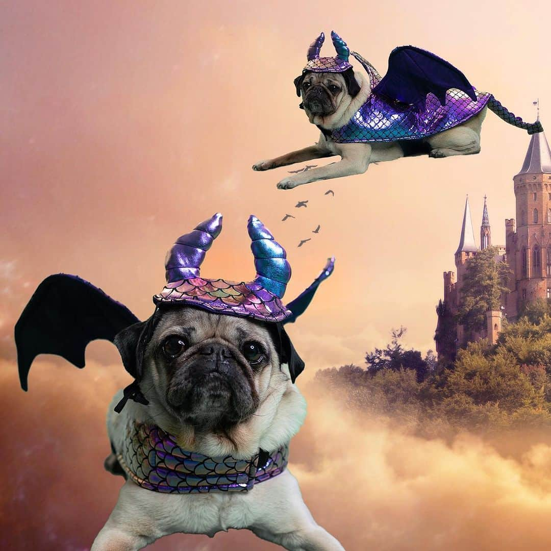 itsdougthepugさんのインスタグラム写真 - (itsdougthepugInstagram)「Help Doug choose what he should be for Halloween 🧸🦞🐉Comment below to vote! All costumes are from the @chewy Halloween shop! Link in bio to get your dog a costume too! #chewy #partner」9月15日 0時11分 - itsdougthepug