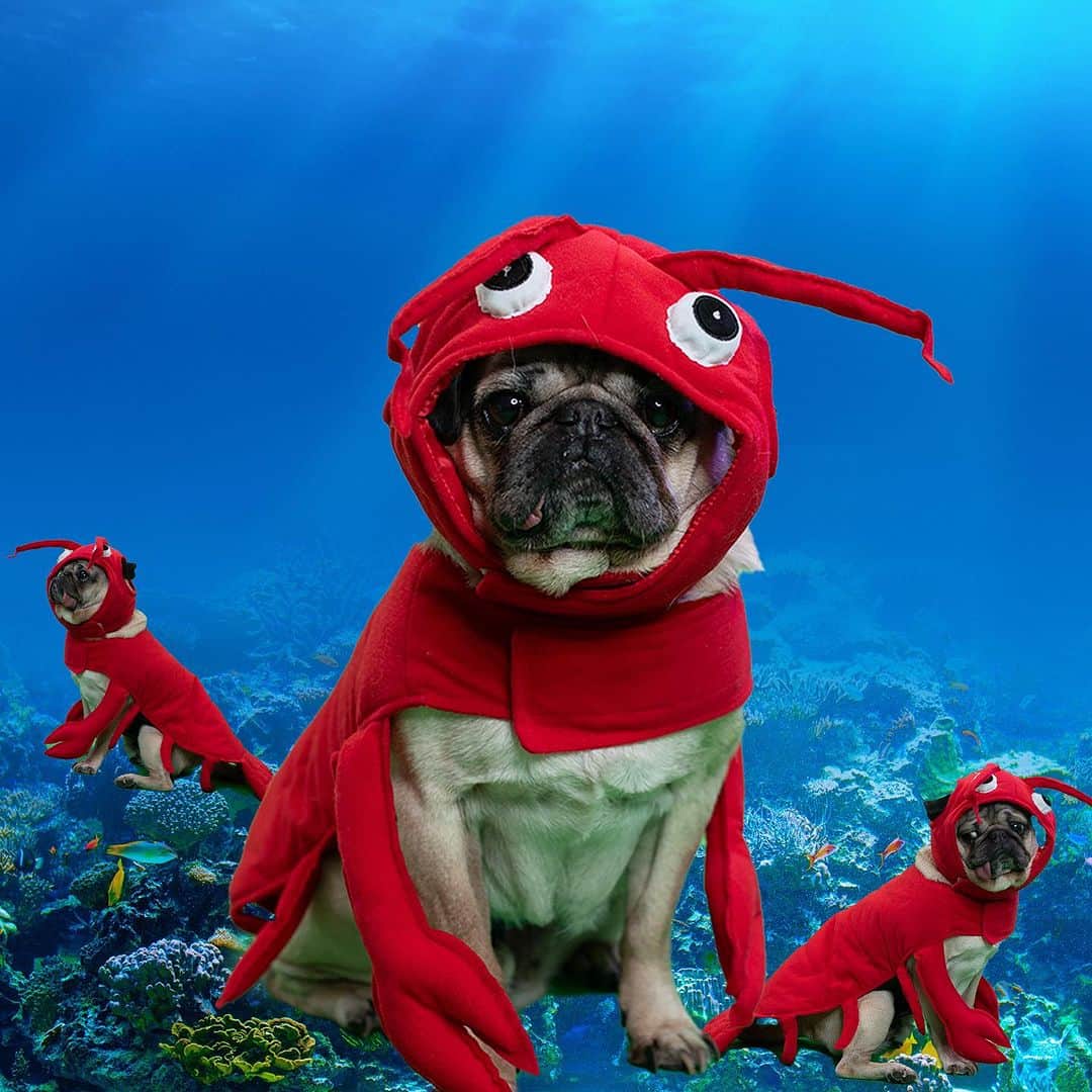 itsdougthepugさんのインスタグラム写真 - (itsdougthepugInstagram)「Help Doug choose what he should be for Halloween 🧸🦞🐉Comment below to vote! All costumes are from the @chewy Halloween shop! Link in bio to get your dog a costume too! #chewy #partner」9月15日 0時11分 - itsdougthepug