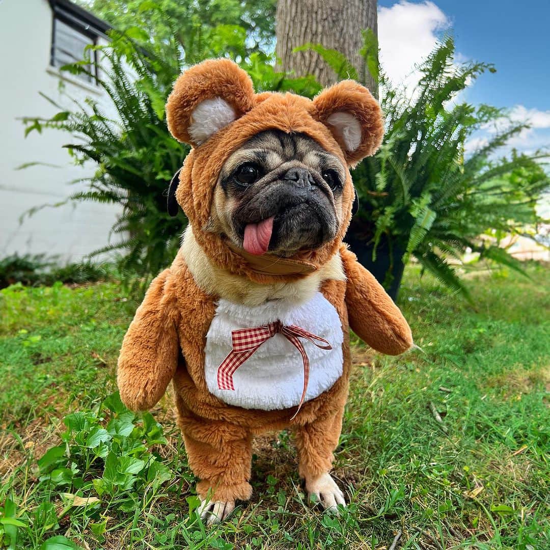 itsdougthepugのインスタグラム：「Help Doug choose what he should be for Halloween 🧸🦞🐉Comment below to vote! All costumes are from the @chewy Halloween shop! Link in bio to get your dog a costume too! #chewy #partner」