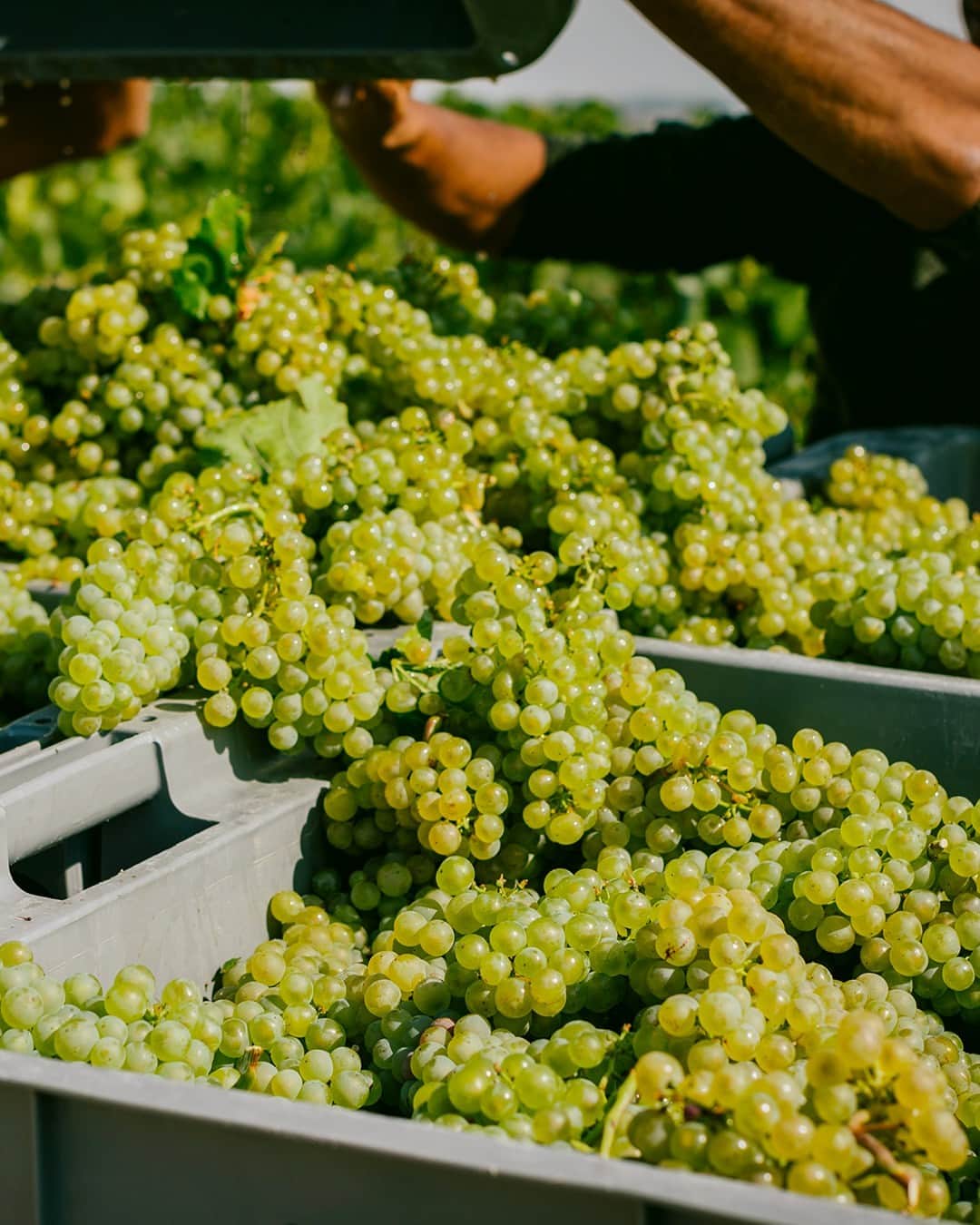 Moët & Chandon Officialさんのインスタグラム写真 - (Moët & Chandon OfficialInstagram)「The first step of a new Grand Vintage. Once they are picked, the grapes of the year are carefully transferred to the winery where they are fermented. ⁣ A new page in the history of Moët & Chandon Champagnes.⁣ ⁣ #NaturaNostra #MoetChandon⁣ ⁣ This material is not intended to be viewed by persons under the legal alcohol drinking age or in countries with restrictions on advertising on alcoholic beverages. ENJOY MOËT RESPONSIBLY.」9月15日 1時00分 - moetchandon