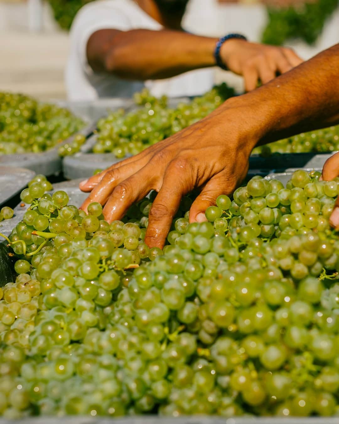 Moët & Chandon Officialのインスタグラム：「The first step of a new Grand Vintage. Once they are picked, the grapes of the year are carefully transferred to the winery where they are fermented. ⁣ A new page in the history of Moët & Chandon Champagnes.⁣ ⁣ #NaturaNostra #MoetChandon⁣ ⁣ This material is not intended to be viewed by persons under the legal alcohol drinking age or in countries with restrictions on advertising on alcoholic beverages. ENJOY MOËT RESPONSIBLY.」