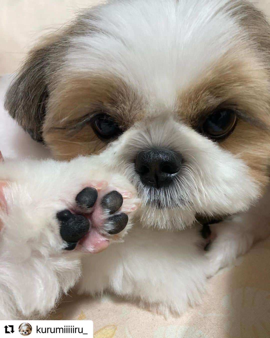 【公式】いぬのきもち・ねこのきもちのインスタグラム：「#Repost @kurumiiiiiru_ さんのくるちゃん。  黒とピンクのぷっくり肉球で おっはー☀️  シャンプー&カットして さっぱりしたよ💕  ハッシュタグ #いぬのきもち #ねこのきもち に投稿いただいた可愛い写真をご紹介しています！ 「いぬのきもちWEB　MAGAZINE」、「ねこのきもちWEB MAGAZINE」でもご紹介させていただくことも！  -------------------  .  #いぬ #いぬすたぐらむ #いぬのいる暮らし #いぬのきもち #いぬ好き #犬 #犬好きさんと繋がりたい #犬のいる生活 #犬と暮らす #犬好き #dog #dogsofinstagram #dogstagram  #シーズー」