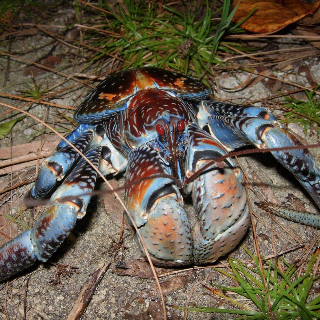 アメリカ自然史博物館のインスタグラム：「Which crab’s pinch is strong enough to rival a lion’s bite? That would be the coconut crab (Birgus latro). Charles Darwin once described it as growing to “a monstrous size.” This gargantuan crustacean can measure 3 ft (1 m) from leg tip to leg tip and weigh up to 8 lbs (4 kg). A member of the hermit crab family, it uses its powerful claws to crack open coconuts. This species inhabits coasts off of the Indo-Pacific Ocean.   Photo: luca63, CC BY-NC 4.0, iNaturalist  #wildlife #nature #naturephotography #amazinganimals #didyouknow #animalfacts」
