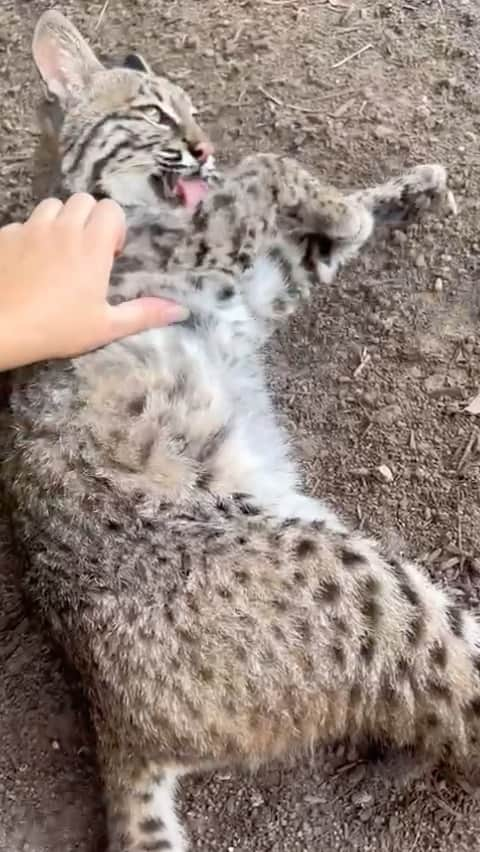 Zoological Wildlife Foundationのインスタグラム：「Salem getting some sweet cuddles from @woahitsmikayla 🥰 🐱🥰  #NOTpets #wild #cuteanimals #bobcat #cat #cats #animal #animals #adorable #amazing #beautiful #fl #florida #catsofinstagram #catsofig」