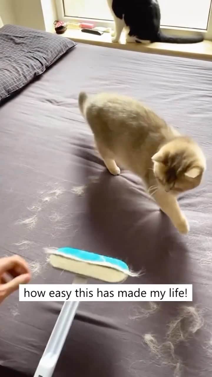 Cute Pets Dogs Catsのインスタグラム