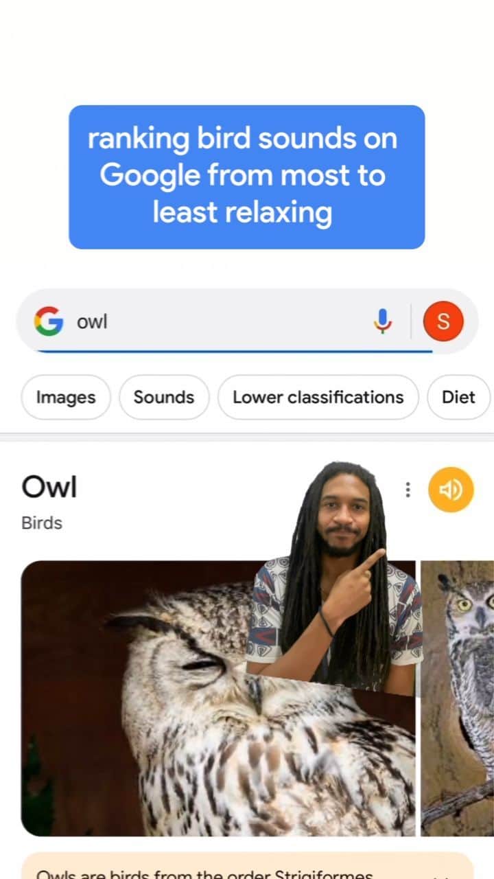 Googleのインスタグラム：「whooo could guess them all? 🦉」