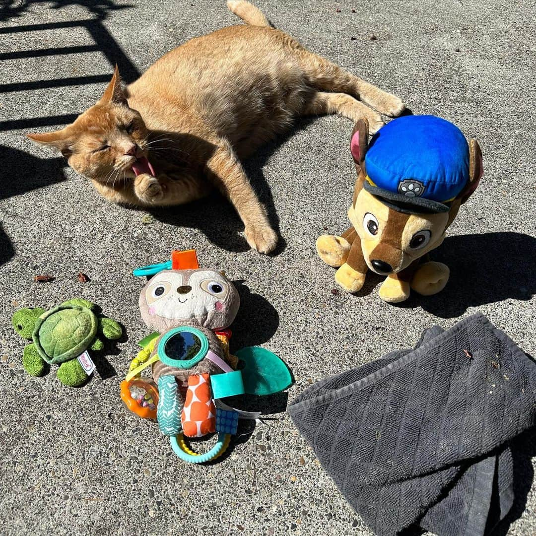 Snorri Sturlusonさんのインスタグラム写真 - (Snorri SturlusonInstagram)「STOLEN: paw patrol stuffie, bear(?) baby toy with danglies, small turtle stuffie, and grey encrusted towel. Nights of 9/12 and 9/13. Things are getting weirder. #snorrithecat #catburglar #hillsborooregon #orangecat #pnw #shutepark」9月15日 4時37分 - snorrithecat