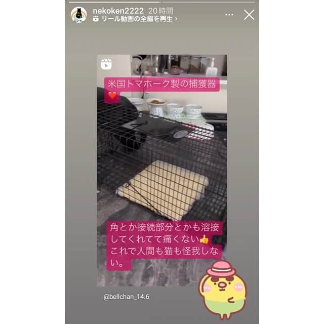 halmeさんのインスタグラム写真 - (halmeInstagram)「うちには18匹の猫がいます🐈 良いアニマルキャッチャーに出会えず、一匹ずつ慣らして連れて帰ったから6ヶ月もかかってしまって、沢山の人が行き交う、海という悪条件の中　立派に生きていましたが怖い思いもたくさんしたと思います。 もし2枚目、ネコケンさんの販売するキャッチャーがあったらもっと小さいうちに保護できて、安心して里親さんに譲渡できるような子になっていたなぁとつくづく思います。 お値段は少し高いけど、命を保護する道具にしては安いと思います。 我が家にも一台常備してます。 もう保護はしないつもりだけど。 なぜ？ そんなに長生き出来ないから😅 今で限界なんです。 #保護活動 #アニマルキャッチャー #安全 #保護猫 #保護犬」9月15日 15時41分 - halme