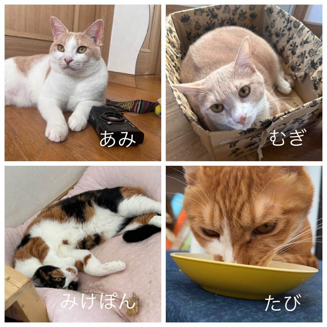 halmeさんのインスタグラム写真 - (halmeInstagram)「うちには18匹の猫がいます🐈 良いアニマルキャッチャーに出会えず、一匹ずつ慣らして連れて帰ったから6ヶ月もかかってしまって、沢山の人が行き交う、海という悪条件の中　立派に生きていましたが怖い思いもたくさんしたと思います。 もし2枚目、ネコケンさんの販売するキャッチャーがあったらもっと小さいうちに保護できて、安心して里親さんに譲渡できるような子になっていたなぁとつくづく思います。 お値段は少し高いけど、命を保護する道具にしては安いと思います。 我が家にも一台常備してます。 もう保護はしないつもりだけど。 なぜ？ そんなに長生き出来ないから😅 今で限界なんです。 #保護活動 #アニマルキャッチャー #安全 #保護猫 #保護犬」9月15日 15時41分 - halme