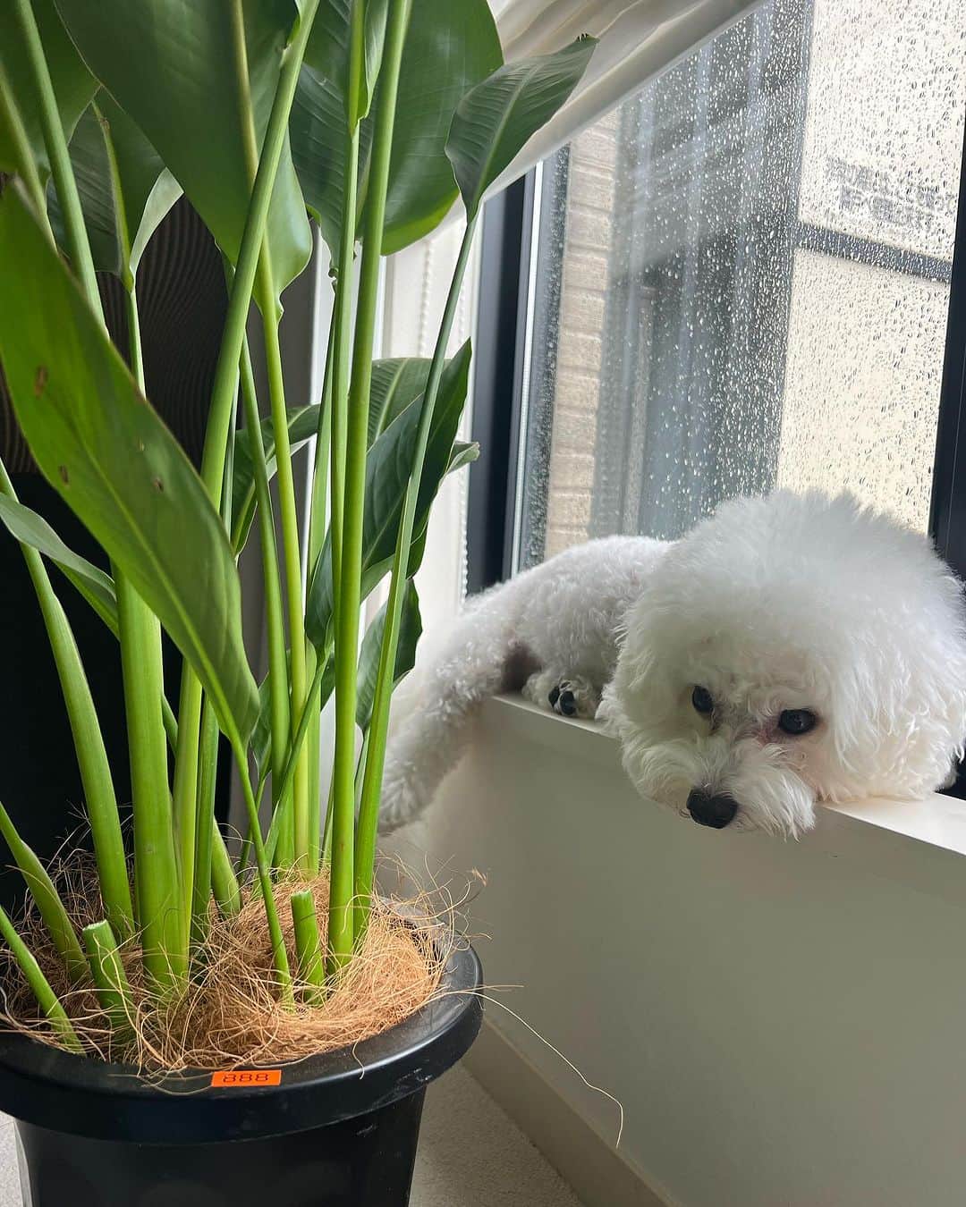 関根理紗のインスタグラム：「なんか雨って憂鬱だね🐶 とハナマサが申しております。  旅人の木がなんかあんまり元気なさそうなので、太陽に当ててあげようって思ったのにこのお天気☔️  明日は晴れるかな🌱  #犬と観葉植物はなんか映える #雨の日は犬もやる気低め」
