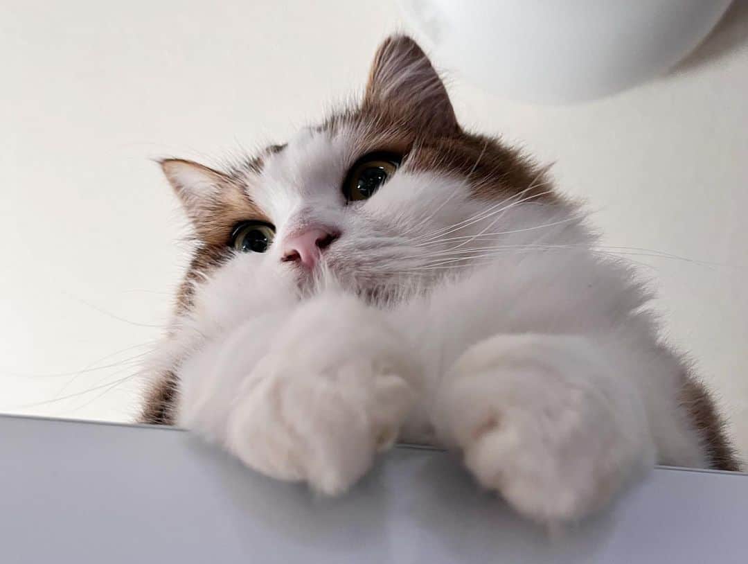 ひのき猫さんのインスタグラム写真 - (ひのき猫Instagram)「もりもりのほっぺ❤️ もふもふも戻ってきた！  ・ ・ ・  #ひのき猫  #秀吉  #ぬいぐるみ猫  #もふもふ部  #もふもふ猫  #にゃんすたぐらむ  #毛伸びてきたね  #猫との生活  #cat  #cutecats  #catstagram」9月15日 15時04分 - hinoki.cute.kitten