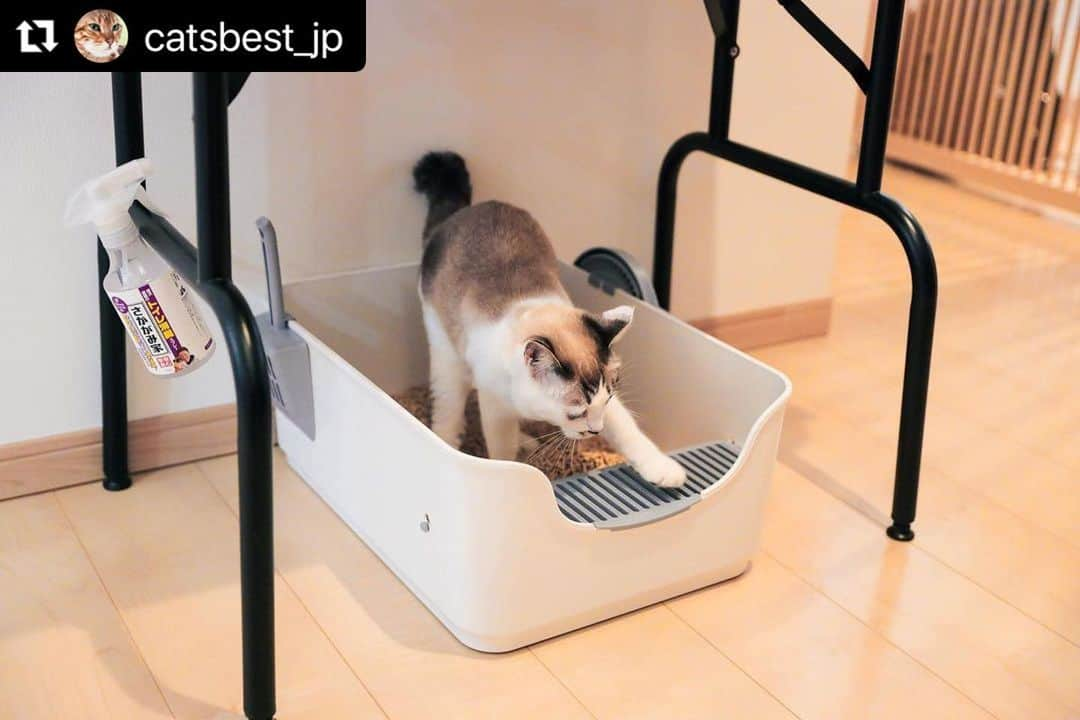 小野真弓さんのインスタグラム写真 - (小野真弓Instagram)「こんにちにゃ☺️ アオくんです🐯🐾  匂わない✨天然素材で優しい✨ ぼくたちのお気に入りの猫砂 キャッツベストさんと、おかーさんの タイアップインタビュー😆🐾  @equall.jp  @catsbest_jp   ついにぼくは〜 おかーさんとトップ写真に＼(^ω^)／💙  ナナちゃんは〜 おトイレ実演にゃ🐯🎀🩷 ぼくたち兄妹大活躍にゃよ😆🐾  ちりんくんも存在感抜群🐼🖤 くーちゃんはこっそり愛用中🐈‍⬛❤🤫 さすが！わんこ代表、ハル兄ちゃんも映えてます🐏💛  ストーリーズとハイライトに リンク貼りましたので 是非チェックしてにゃん😆  最近、べったりんこが過ぎる 抱っこ大好き💕 アオくんでちた(*^ω^*)🐾  #Repost @catsbest_jp with @use.repost ・・・ キャッツベストが小野真弓さんとタイアップし、本日インタビュー記事が公開されました！ @hanaharuaroi  equallLIFE【キャッツベスト特別インタビュー】 保護猫たちとの出会いと保護活動への想い｜タレント小野真弓  👇アクセスはこちら👇 https://media.equall.jp/archives/26222  小野さんは芸能活動をしながら、トリマー資格を取得し、積極的に保護活動を行っています🐈  今回のインタビューでは、小野さんの猫ちゃん・わんちゃんとの普段の生活や、保護活動についてのお話をじっくりと伺いました💚  さらに、ご愛用頂いているキャッツベストの使用感についても教えて頂きましたので、ぜひ最後までお楽しみください🐾  #小野真弓 さん #犬と猫のいる暮らし #キャッツベスト #catsbest #猫砂 #猫トイレ #猫砂ジプシー #猫 #ねこ #ネコ #ぬこ #子猫 #こねこ #保護猫 #元保護猫 #猫好きさんと繋がりたい #猫がいる幸せ #ねこのいる生活 #ねこのいる暮らし #ねこのきもち  写真 Hiroyuki Igarashi @igarashi_hiroyuki_genshow」9月15日 15時07分 - hanaharuaroi