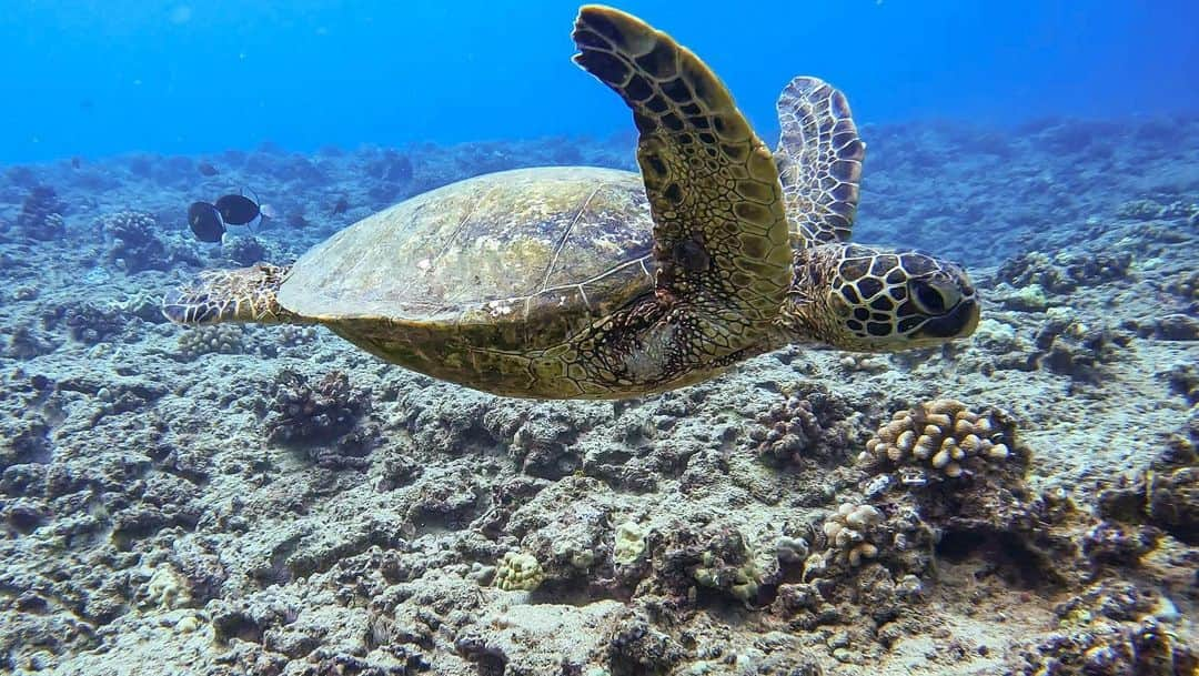 藤巻紗月さんのインスタグラム写真 - (藤巻紗月Instagram)「いろんなスポットで泳げて幸せだな🐠🐬🐢 #hawaii #oahu  #freedive」9月15日 6時46分 - satsuki_48fuj