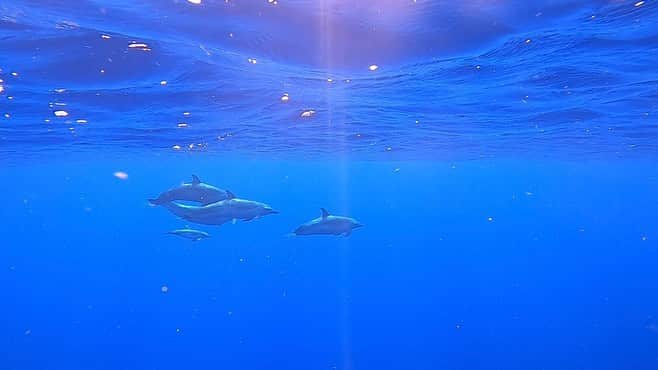 藤巻紗月さんのインスタグラム写真 - (藤巻紗月Instagram)「いろんなスポットで泳げて幸せだな🐠🐬🐢 #hawaii #oahu  #freedive」9月15日 6時46分 - satsuki_48fuj