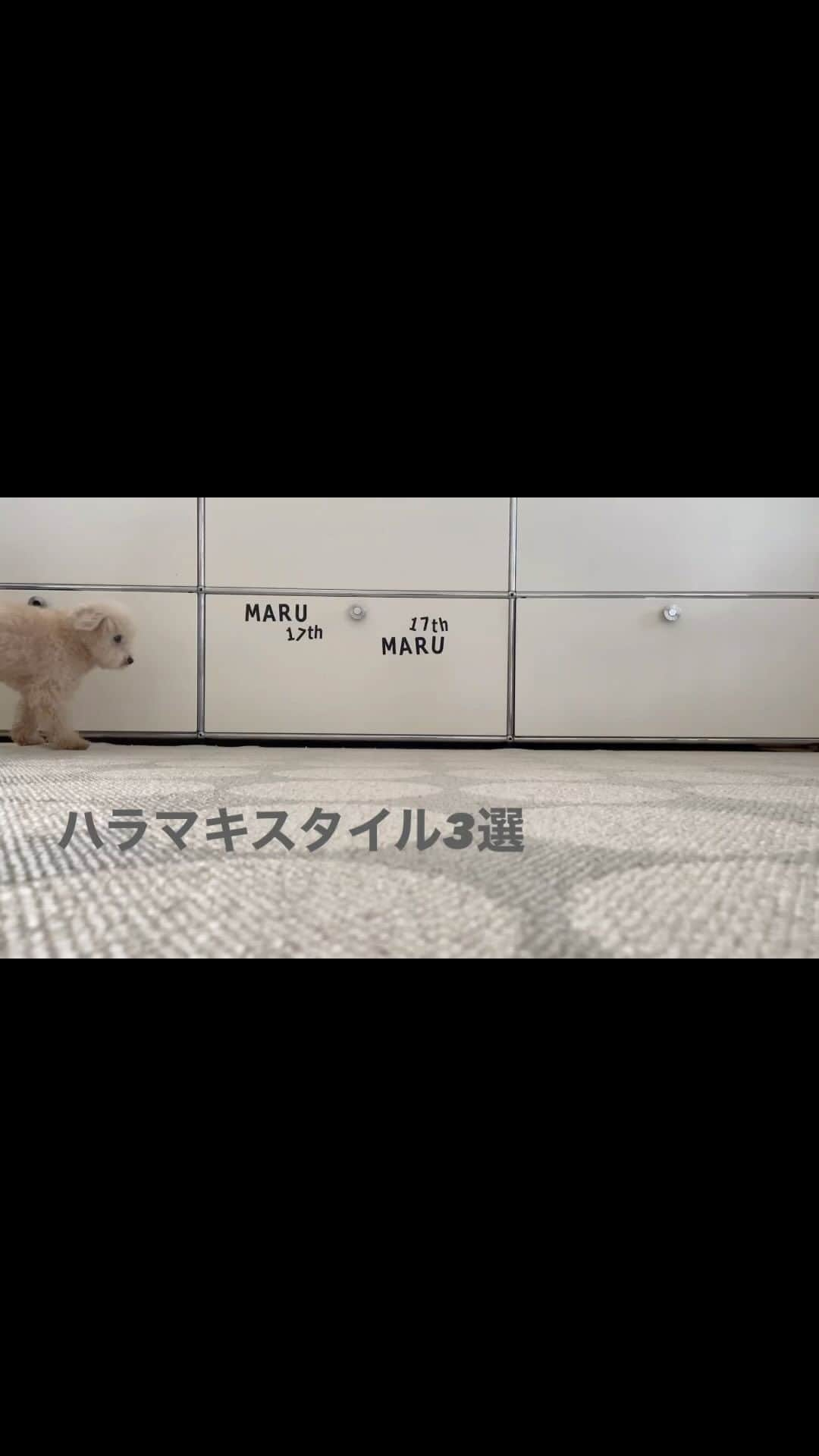 Maruのインスタグラム