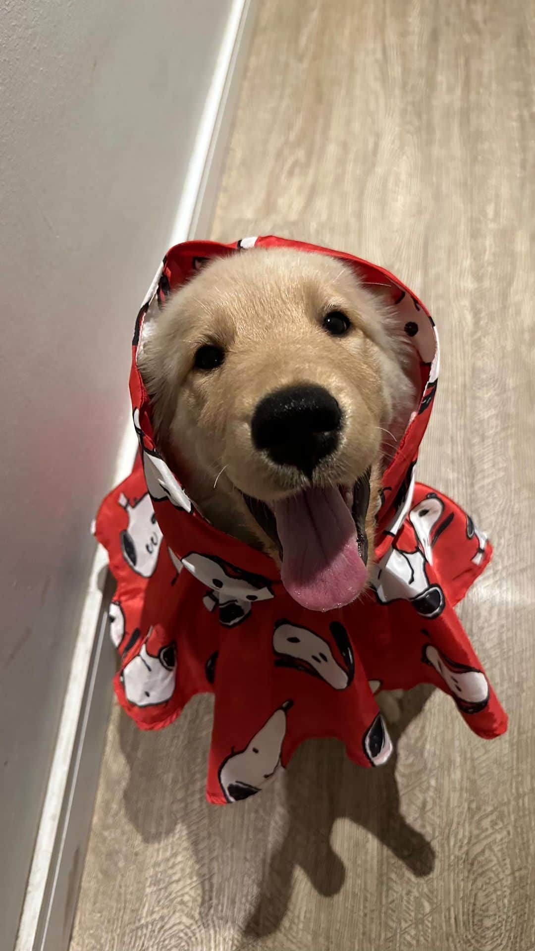 Bobのインスタグラム：「Que chuvinha ☔️ #puppy #puppies #puppiesofinstagram」