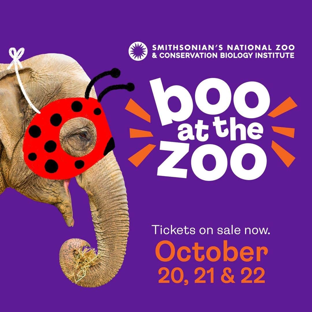 スミソニアン国立動物園さんのインスタグラム写真 - (スミソニアン国立動物園Instagram)「🐘🎃 It’s no trick, only the sweetest treat: Boo at the Zoo, our beloved family-friendly Halloween event, sponsored by @marswrigley, is back Oct. 20, 21 and 22 from 6 p.m. to 8 p.m! 🎟️ Tickets + 🚗 Parking Passes: https://s.si.edu/3Pmqtqj. (Link in bio.) . . .  Photo: An Asian elephant sports a cartoon ladybug mask as a costume. Nearby, the "Boo at the Zoo" logo appears.」9月15日 7時57分 - smithsonianzoo