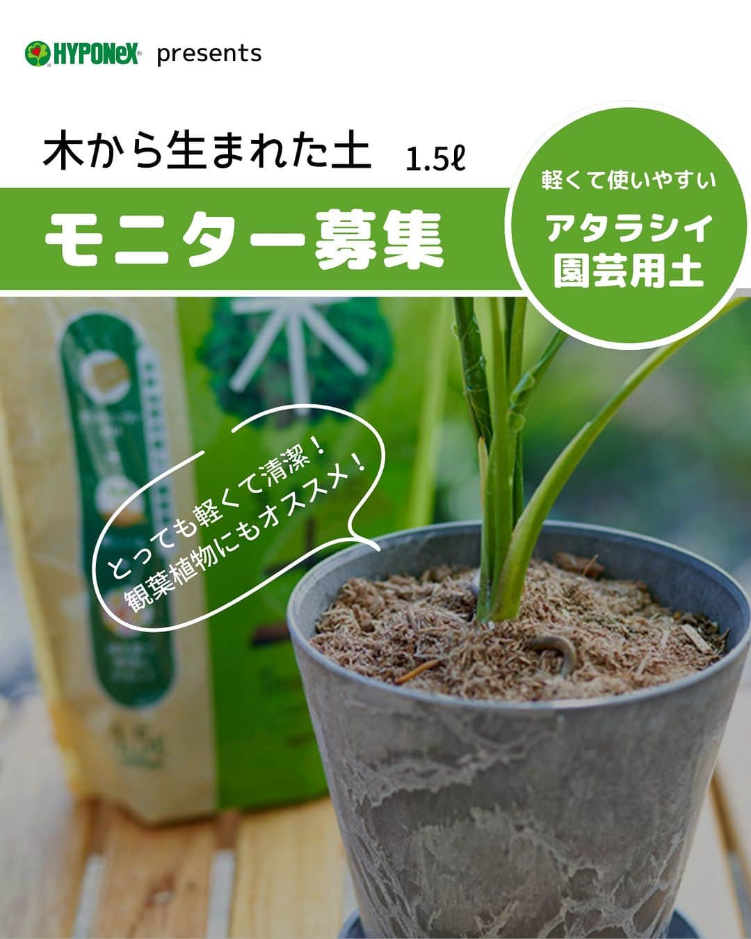 LOVEGREEN -植物と暮らしを豊かに。さんのインスタグラム写真 - (LOVEGREEN -植物と暮らしを豊かに。Instagram)「🌿モニター募集のお知らせ🌿  「木から生まれた土」は、建材を作る過程で余った端材を、特殊な技術で植物がよく育つ用土にアップサイクルしたアタラシイ園芸用土。本来捨てられるはずだった木材が、次の植物を育む土として生まれ変わりました。  環境配慮の観点だけでなく、機能面でも魅力がいっぱいなのです✨  🌲とっても軽くて清潔で室内の観葉植物にオススメ 🌲軽い土なので吊り下げて飾りたい時にもぴったり 🌲肥料入りで便利！ 🌲不要になれば燃えるゴミとして捨てられる 🌲水の乾き具合が分かりやすい 🌲工夫次第で鉢穴のない器でも使える  今年誕生したアタラシイ園芸用土で、本格的な寒さがやってくる前に、観葉植物の植え付け・植え替え、寄せ植えなどをしてみませんか？  ＝＝＝＝＝＝＝＝＝＝＝＝＝＝＝＝＝＝＝＝＝＝＝＝  ▼応募期間 2023.９.15（金）～9.21（木）  ▼応募条件 ❶9月～10月中に「木から生まれた土」を使った観葉植物の植え付け・植え替え、寄せ植えなどの投稿をしていただける方。  ❸投稿の際に以下ハッシュタグ／メンションをお願いいたします。 ↓ #木から生まれた土 #モニター @hyponex_japan @lovegreen_official  ※フィード投稿はマスト、ストーリーズ・リール動画などは可能な 範囲でお願いします。 ※投稿写真は、LOVEGREEN記事／公式SNSで使用させていただくことがあります。  ▼応募方法 ①本アカウントをフォロー ②コメント欄に一言で応募完了！  ▼当選人数 10名様  ▼選考 社内選考の上、インスタグラムのDMにて ご連絡させていただきます  ＝＝＝＝＝＝＝＝＝＝＝＝＝＝＝＝＝＝＝＝＝＝＝＝  本応募は締め切りました。当選者の方には後日DMでご連絡させていただきます。たくさんのご応募ありがとうございました！   #観葉 #観葉植物 #観葉植物好き #観葉植物初心者 #観葉植物のある家 #観葉植物インテリア #観葉植物のある生活 #観葉植物のある暮らし #観葉植物好きな人と繋がりたい #モニター #モニター募集 #モニター企画 #植物 #植物生活 #植物と暮らす #植物のある生活 #植物のある暮らし #植物好きと繋がりたい #植物好きな人と繋がりたい」9月15日 9時00分 - lovegreen_official