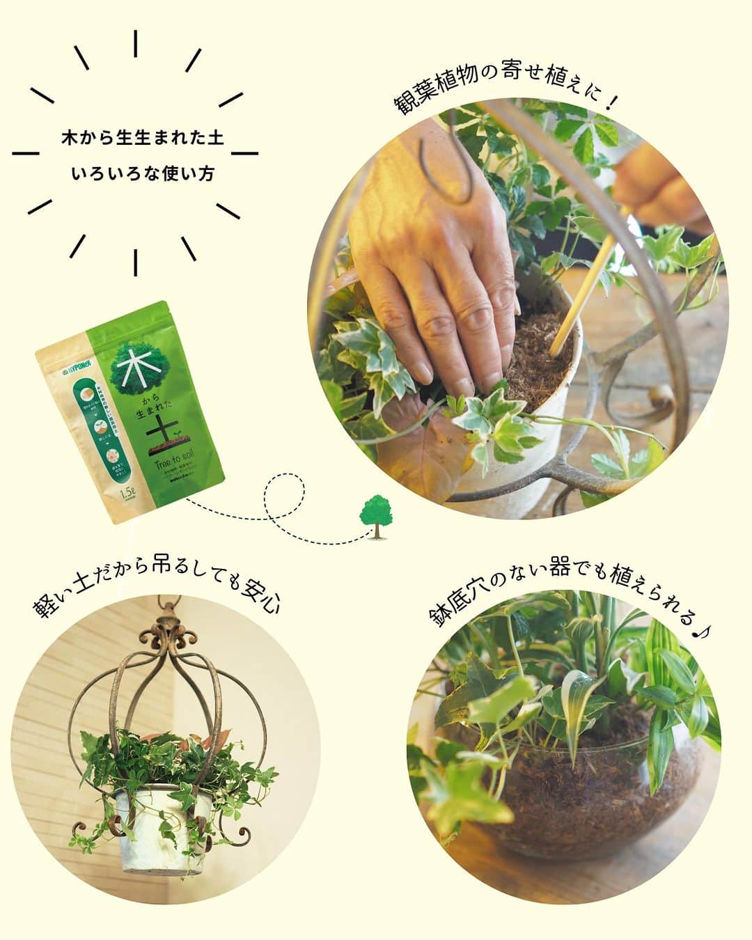 LOVEGREEN -植物と暮らしを豊かに。さんのインスタグラム写真 - (LOVEGREEN -植物と暮らしを豊かに。Instagram)「🌿モニター募集のお知らせ🌿  「木から生まれた土」は、建材を作る過程で余った端材を、特殊な技術で植物がよく育つ用土にアップサイクルしたアタラシイ園芸用土。本来捨てられるはずだった木材が、次の植物を育む土として生まれ変わりました。  環境配慮の観点だけでなく、機能面でも魅力がいっぱいなのです✨  🌲とっても軽くて清潔で室内の観葉植物にオススメ 🌲軽い土なので吊り下げて飾りたい時にもぴったり 🌲肥料入りで便利！ 🌲不要になれば燃えるゴミとして捨てられる 🌲水の乾き具合が分かりやすい 🌲工夫次第で鉢穴のない器でも使える  今年誕生したアタラシイ園芸用土で、本格的な寒さがやってくる前に、観葉植物の植え付け・植え替え、寄せ植えなどをしてみませんか？  ＝＝＝＝＝＝＝＝＝＝＝＝＝＝＝＝＝＝＝＝＝＝＝＝  ▼応募期間 2023.９.15（金）～9.21（木）  ▼応募条件 ❶9月～10月中に「木から生まれた土」を使った観葉植物の植え付け・植え替え、寄せ植えなどの投稿をしていただける方。  ❸投稿の際に以下ハッシュタグ／メンションをお願いいたします。 ↓ #木から生まれた土 #モニター @hyponex_japan @lovegreen_official  ※フィード投稿はマスト、ストーリーズ・リール動画などは可能な 範囲でお願いします。 ※投稿写真は、LOVEGREEN記事／公式SNSで使用させていただくことがあります。  ▼応募方法 ①本アカウントをフォロー ②コメント欄に一言で応募完了！  ▼当選人数 10名様  ▼選考 社内選考の上、インスタグラムのDMにて ご連絡させていただきます  ＝＝＝＝＝＝＝＝＝＝＝＝＝＝＝＝＝＝＝＝＝＝＝＝  本応募は締め切りました。当選者の方には後日DMでご連絡させていただきます。たくさんのご応募ありがとうございました！   #観葉 #観葉植物 #観葉植物好き #観葉植物初心者 #観葉植物のある家 #観葉植物インテリア #観葉植物のある生活 #観葉植物のある暮らし #観葉植物好きな人と繋がりたい #モニター #モニター募集 #モニター企画 #植物 #植物生活 #植物と暮らす #植物のある生活 #植物のある暮らし #植物好きと繋がりたい #植物好きな人と繋がりたい」9月15日 9時00分 - lovegreen_official