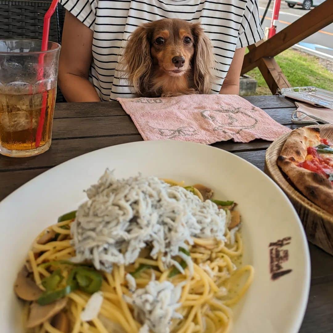 くるみんのインスタグラム：「* オーダーしたのは、PIZZAマルゲリータとしらすのペペロンチーノ どちらも美味しゅうございました。  昨日のpic２枚目も、今日のも、あずきちゃんの顔が幼くて可愛くて💞 この日お散歩してた時にすれ違ったご夫婦に10歳には見えないねーって言われたよ  #カニンヘンダックスフント #カニンヘンダックス多頭飼い #カニンヘンダックスの日常 #カニンヘンダックス #カニンヘン #カニンヘンチョコタン #カニンヘンダックスチョコタン #カニンヘンの会 #カニンヘンダックスフンド #チョコタンダックスフント #チョコタンダックスフンド #チョコタンダックス #チョコタン #ダックス多頭飼い #ダックスフントカニンヘン #ダックスフント #ダックスフンドチョコタン #ダックスフンドカニンヘン #ダックス部 #ダックス #ダックスフンド #ダックスの日常 #ダックス短足部 #いぬバカ部 #いぬすたぐらむ #短足部 #山中湖 #キャンティーコモ #dachshund #dachs」