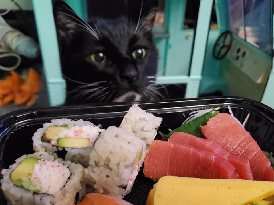 猫コスプレさんのインスタグラム写真 - (猫コスプレInstagram)「Someone's waiting for their paycheck.  #sushi #cat #YesWePayHim #HeWorksForScale」9月15日 10時43分 - cat_cosplay