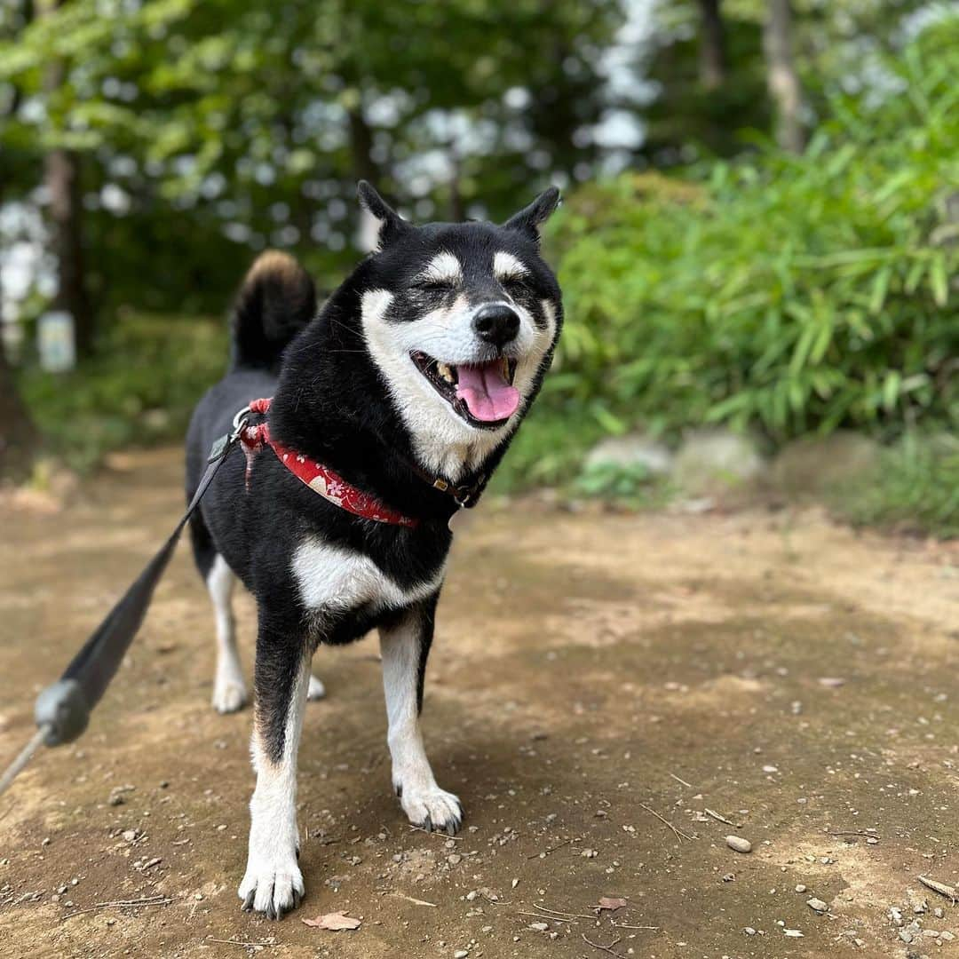 vo_coのインスタグラム：「🐾 あち〜〜〜 そしてまだヤブ蚊にたかられる… ＊ 最近、豪徳寺の外国人観光客の数が尋常じゃないんだけどまた何かに載ったりしたのかね この辺り観光地としてのキャパほぼ無いからみんな行き場に困るよねw ＊ #shibastagram #instashiba #shiba #shibainu #黒柴 #柴犬」