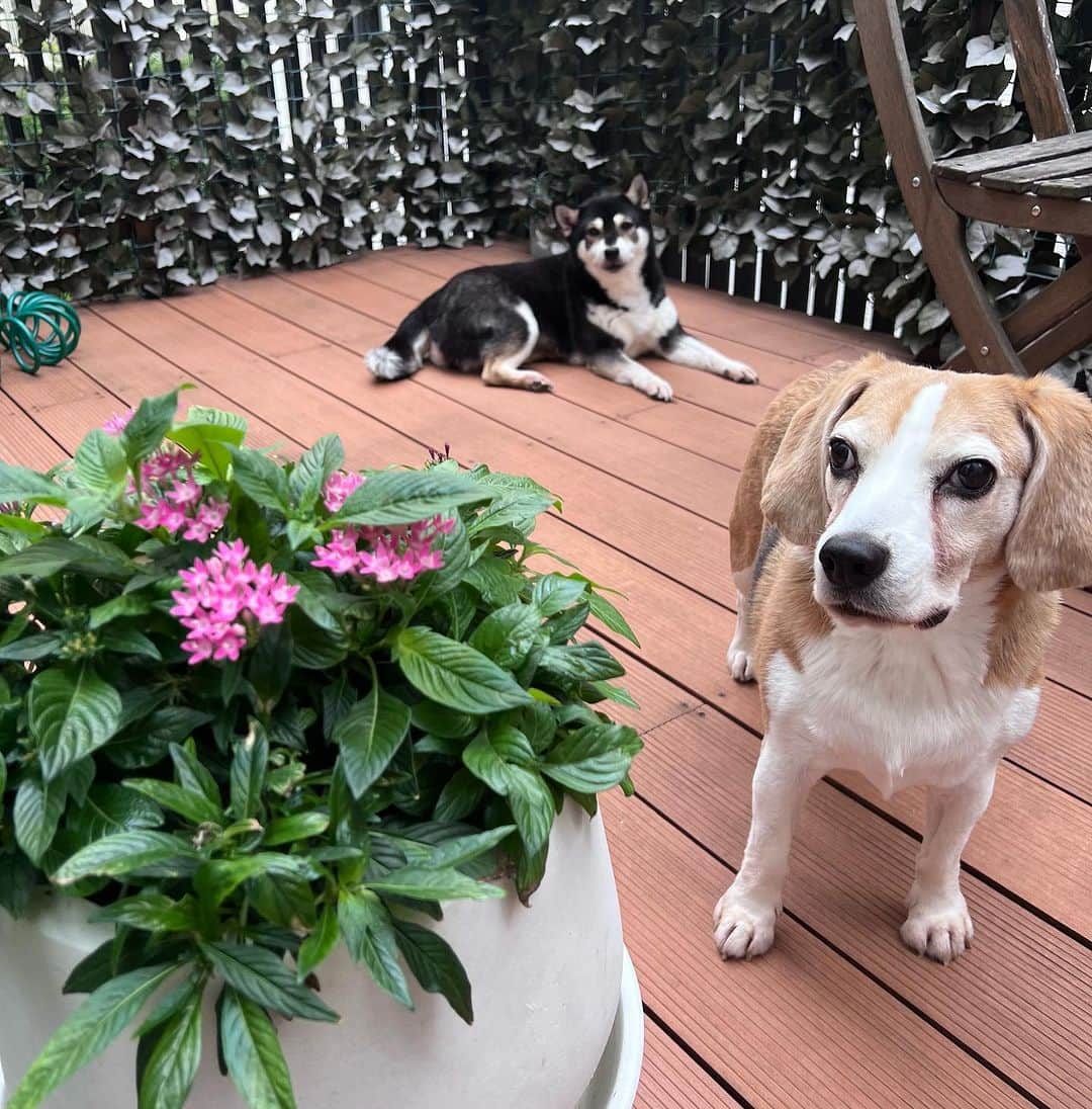 麻美さんのインスタグラム写真 - (麻美Instagram)「奄美大島行ってる間に枯れてしまったペンタス🥲 ． また咲き出した〜💓 嬉しい😆😆😆 ． やっぱりペンタス強い‼️ 生命力を感じた日💓 ． #pentas #flower #夏に咲く強い花 #beagle #shibadog」9月15日 12時23分 - mami0s