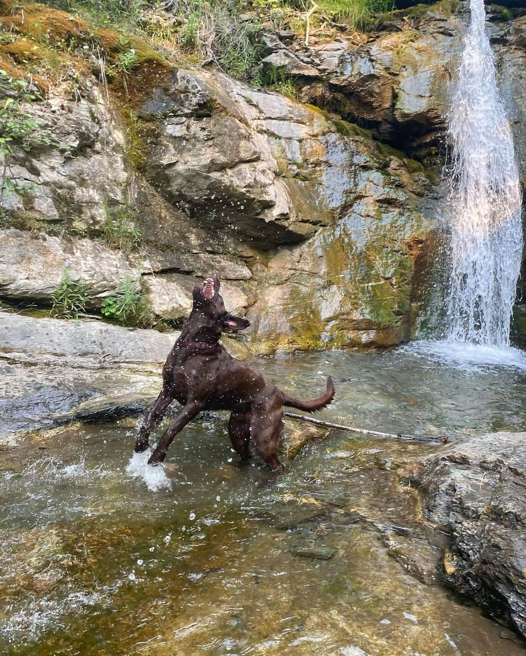 ナターシャ・ピュリッチさんのインスタグラム写真 - (ナターシャ・ピュリッチInstagram)「Spent my summer petting all the good doggos I came across swipe for some good dog content. 🐾💜  #yycdogsofinsta #ilovedogs #happinesisdogs」9月15日 12時43分 - tashapurich