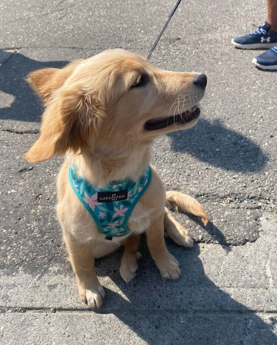 ナターシャ・ピュリッチのインスタグラム：「Spent my summer petting all the good doggos I came across swipe for some good dog content. 🐾💜  #yycdogsofinsta #ilovedogs #happinesisdogs」