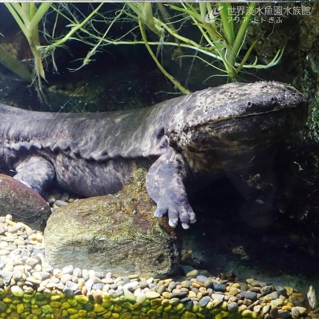 世界淡水魚園水族館 アクア・トト ぎふのインスタグラム：「明日からの3連休もイベントがいっぱい！  その①  敬老の日イベント『アクア・トト ぎふのご長寿生き物たち』では、2004年の開館から展示している長寿の生き物などを紹介します。  特別ガイドやご長寿クイズも実施しますので、ぜひご参加ください。  #アクアトト #水族館 #aquarium #敬老の日 #長寿  #オアシスパーク #河川環境楽園」