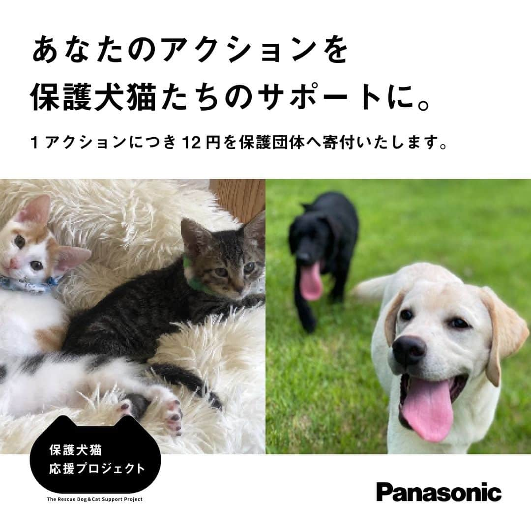 Panasonic ふだんプレミアムさんのインスタグラム写真 - (Panasonic ふだんプレミアムInstagram)「. ／ #ジアイーノ保護犬猫応援プロジェクト 3年目がスタート📢 1アクションにつき12円（ワンニャン）を保護団体に寄付 ＼  ■#ジアイーノ の寄贈 ■保護犬猫譲渡会の開催 などに取り組むパナソニックは今年もSNSアクションに応じた寄付活動をいたします。 あなたも #ジアイーノ保護犬猫応援プロジェクト に参加しませんか？  参加は簡単✨ ■この投稿or @sippo_official の告知投稿 にリアクション（いいね、コメント）or ■#ジアイーノ保護犬猫応援プロジェクト をつけて投稿 or ■＃ のついた投稿にリアクション をするだけ！  ✅10/15（日）まで  ご参加お待ちしています🐶🐱♡  #いぬすたぐらむ #ねこすたぐらむ #いぬのきもち #ねこのきもち #いぬ部 #ねこ部 #犬がいる生活 #猫がいる生活 #保護犬 #保護猫 #にゃんすたぐらむ #わんすたぐらむ」9月15日 13時01分 - panasonicjp