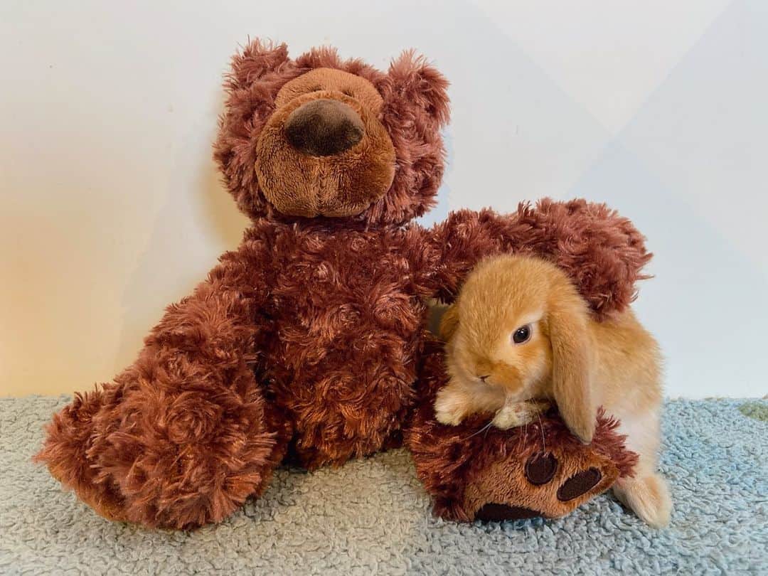加藤万里奈のインスタグラム：「うちのもふもふです。🐰🐻  よろしく。名前はわらび  くまのぬいぐるみがお気に入りのよう。  #うさぎのいる暮らし」