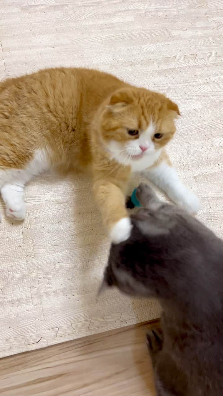 のインスタグラム：「Enzou😹and Gomazou😼✨ _ 🐾 おもちゃの横取りの方法がセコイ😂 _ #scottishfold#多頭飼い#ねこ#猫#cats#cute#amazing#スコティッシュフォールド _ #PECO#ねこ#9gag#WeeklyFluff#ふわもこ部#instavideo#ねこのきもち#catsofinstagram#instagram#instagramjapan#cats_of_world#猫動画」