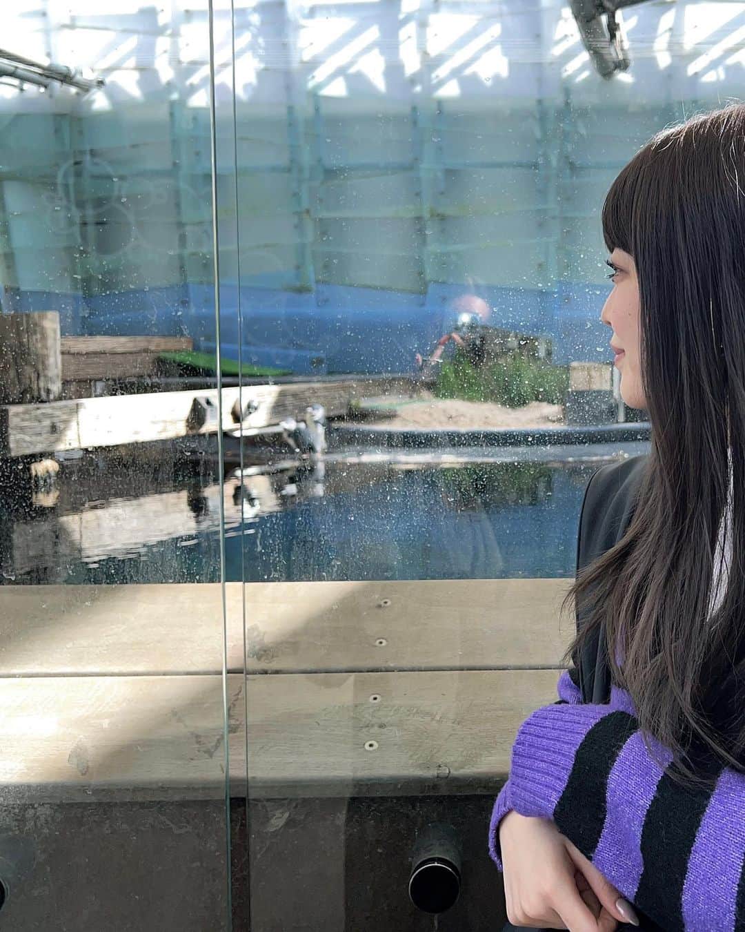 斉藤花耶のインスタグラム：「. ①奥にいるペンさん達を眺めています ②キング ③キング近い ④まさかのコアラ後ろ向いて睡眠中 ⑤zooにコアラが2匹いたので、起きてる🐨を2匹お迎えしました」